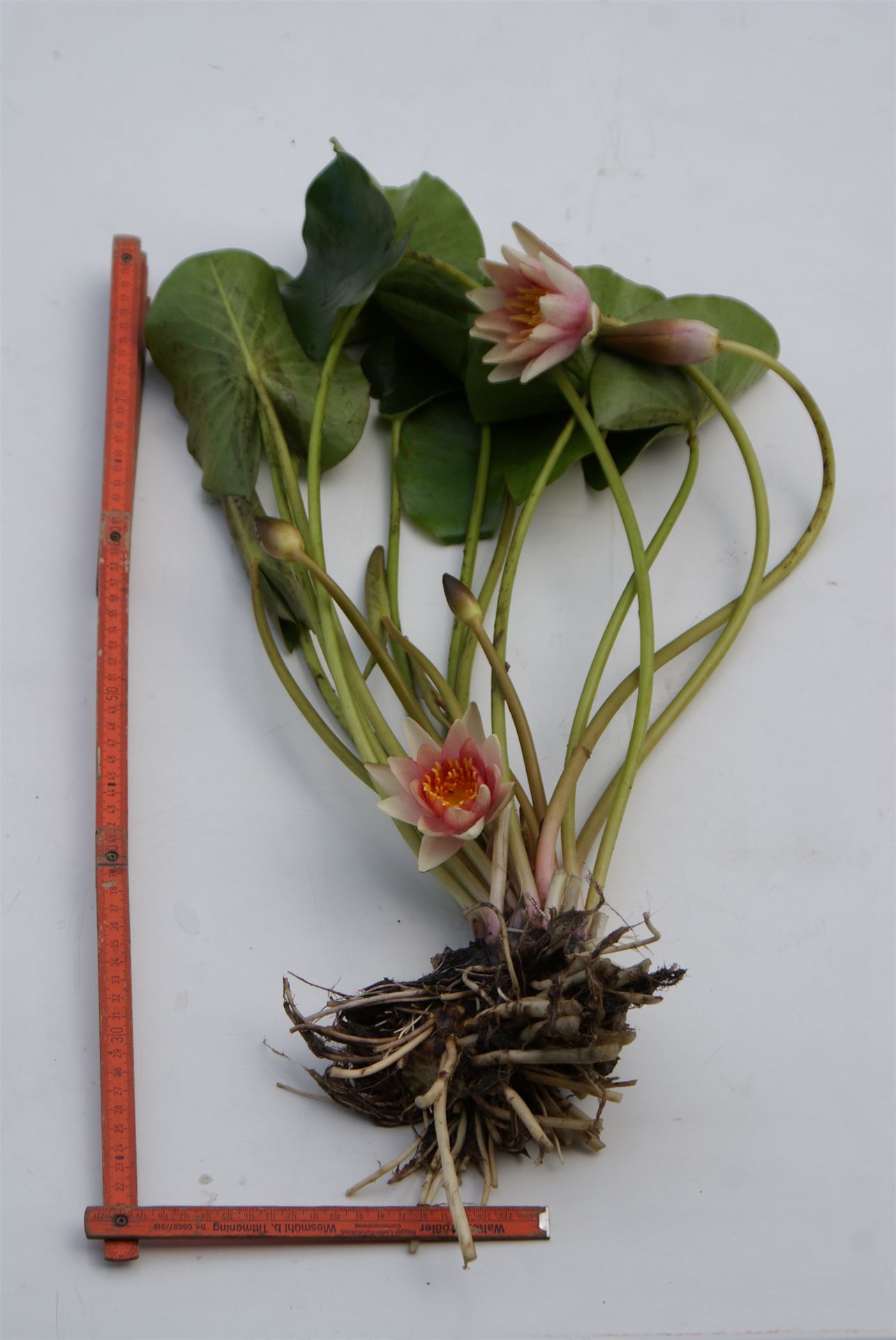 Seerosen Rhizome